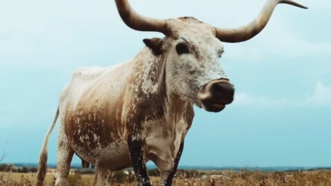 alt-J – Left Hand Free (Official Video)